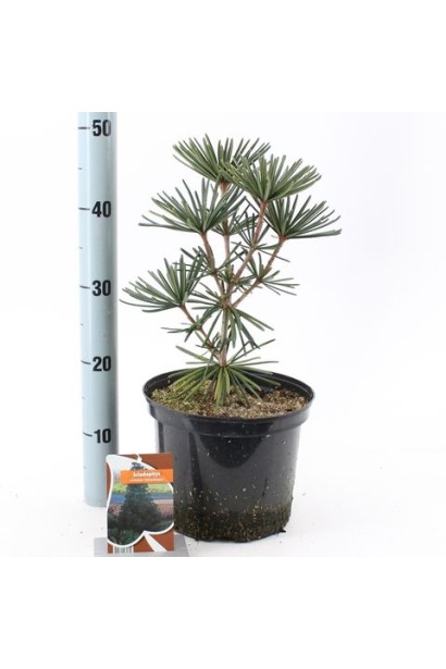 Саджанець сціадопітіса мутовчастого